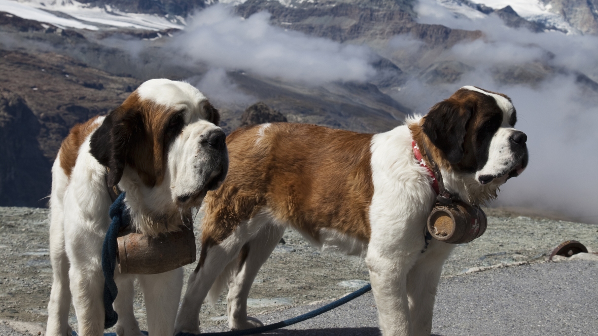 목에 술통을 매달고 있는 알프스 구조견